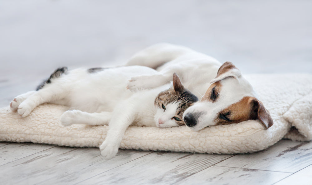 Cat and dog sleeping on hardwood floor