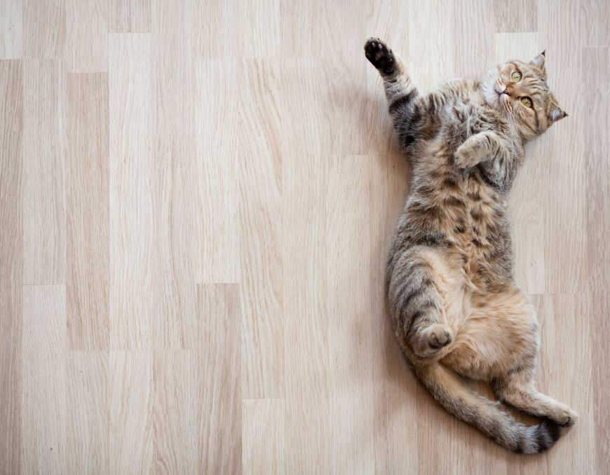 10 Important Engineered Flooring Tips for Pet Owners