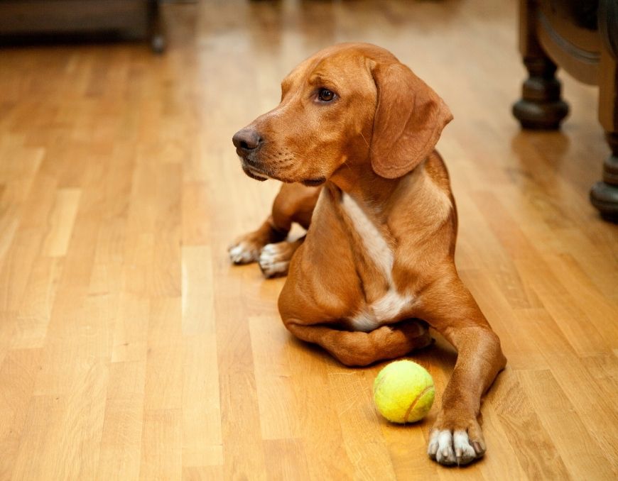 Tips for Protecting Engineered Floors From Pets