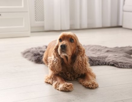 The Best Hardwood Flooring Options for Homes With Dogs