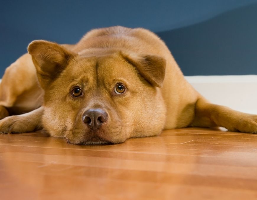 Why Hardwood Flooring Is Better Than Carpet for Pets